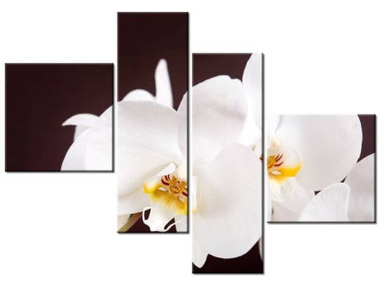 Obraz Piękny storczyk, 4 elementy, 100x70 cm Oobrazy