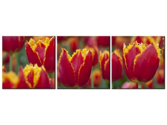 Obraz Pierzaste tulipany - Nina Matthews, 3 elementy, 120x40 cm Oobrazy