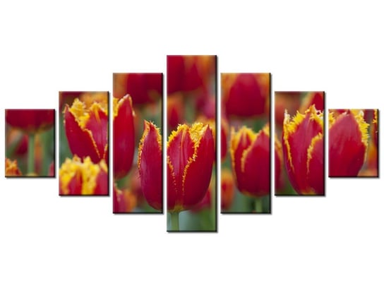 Obraz Pierzaste tulipany - Nina Matthews, 7 elementów, 210x100 cm Oobrazy