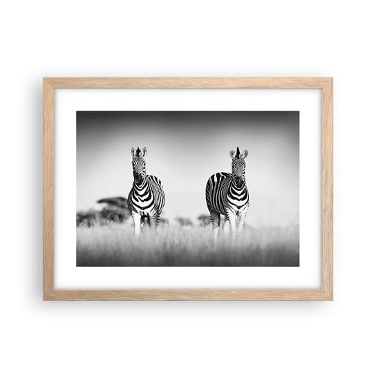Obraz - Plakat - A jednak świat jest czarno-biały - 40x30cm - Zwierzęta Zebra Czarno-Biały - Foto Plakaty na ścianę w ramie jasny dąb - Plakat do Salonu Sypialni ARTTOR ARTTOR