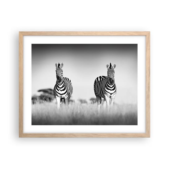 Obraz - Plakat - A jednak świat jest czarno-biały - 50x40cm - Zwierzęta Zebra Czarno-Biały - Foto Plakaty w ramie koloru jasny dąb do Salonu Sypialni ARTTOR ARTTOR