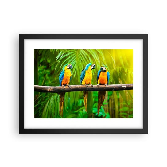 Obraz - Plakat - A słyszałaś, że ona…? - 40x30cm - Ptaki Papugi Natura - Foto Plakaty na ścianę w czarnej ramie - Plakat do Salonu Sypialni ARTTOR ARTTOR