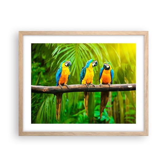 Obraz - Plakat - A słyszałaś, że ona…? - 50x40cm - Ptaki Papugi Natura - Foto Plakaty w ramie koloru jasny dąb do Salonu Sypialni ARTTOR ARTTOR