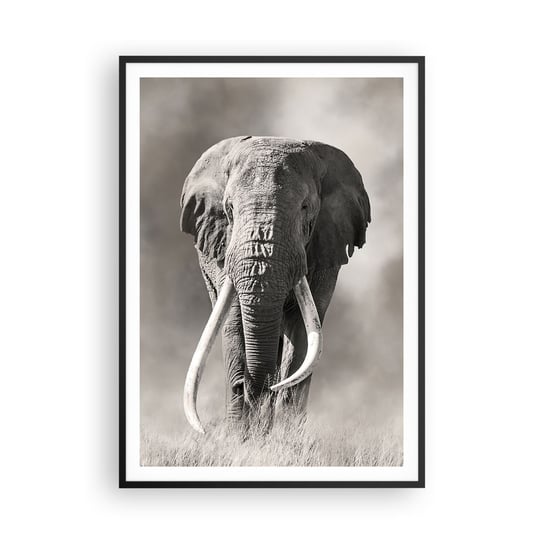 Obraz - Plakat - Afrykański patriarcha - 70x100cm - Słońce Afryka Zwierzę - Foto Plakaty w ramie koloru czarnego do Salonu Sypialni ARTTOR ARTTOR