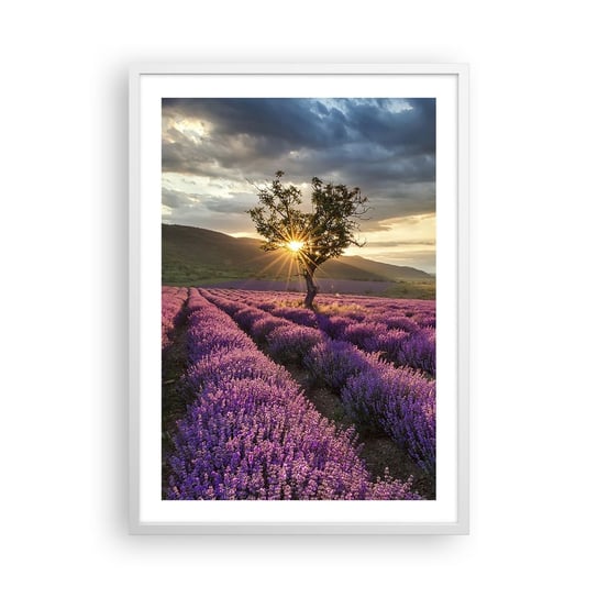 Obraz - Plakat - Aromat w kolorze lila - 50x70cm - Krajobraz Lawenda Prowansja - Nowoczesny modny obraz Plakat rama biała ARTTOR ARTTOR