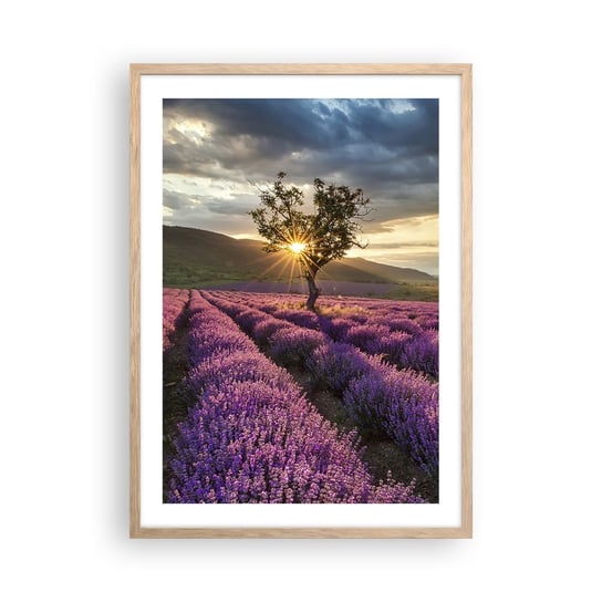 Obraz - Plakat - Aromat w kolorze lila - 50x70cm - Krajobraz Lawenda Prowansja - Nowoczesny modny obraz Plakat rama jasny dąb ARTTOR ARTTOR
