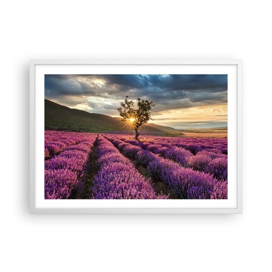 Obraz - Plakat - Aromat w kolorze lila - 70x50cm - Krajobraz Lawenda Prowansja - Nowoczesny modny obraz Plakat rama biała ARTTOR ARTTOR