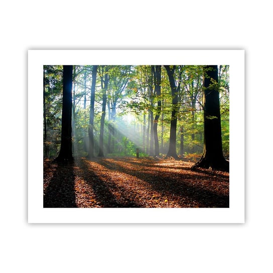 Obraz - Plakat - Blaski i cienie - 50x40cm - Las Drzewa Natura - Foto Plakaty bez ramy do Salonu Sypialni ARTTOR ARTTOR
