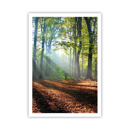 Obraz - Plakat - Blaski i cienie - 70x100cm - Las Drzewa Natura - Foto Plakaty bez ramy na ścianę do Salonu Sypialni ARTTOR ARTTOR