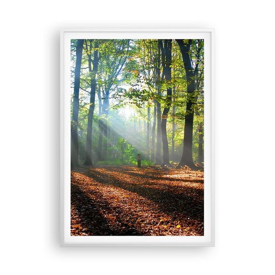 Obraz - Plakat - Blaski i cienie - 70x100cm - Las Drzewa Natura - Foto Plakaty w ramie koloru białego do Salonu Sypialni ARTTOR ARTTOR