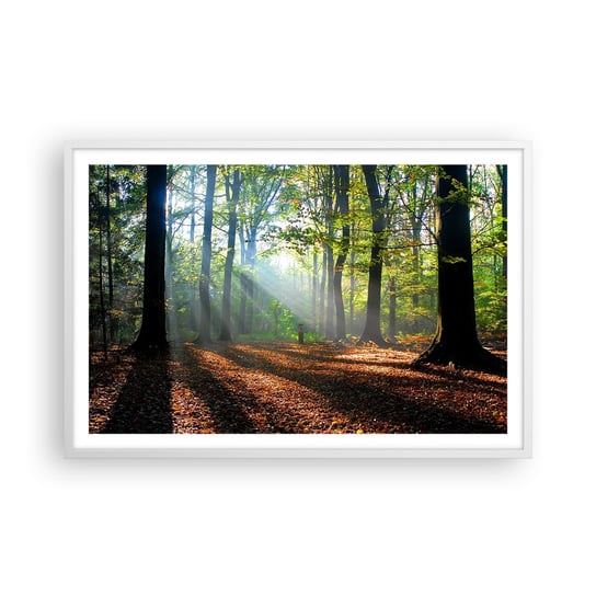 Obraz - Plakat - Blaski i cienie - 91x61cm - Las Drzewa Natura - Foto Plakaty na ścianę w ramie białej - Plakat do Salonu Sypialni ARTTOR ARTTOR