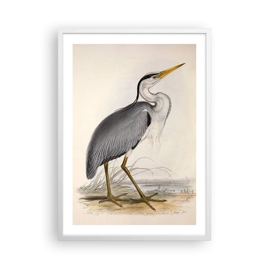 Obraz - Plakat - Czapli wdzięk - 50x70cm - Ptak Vintage Rysunek - Nowoczesny modny obraz Plakat rama biała ARTTOR ARTTOR