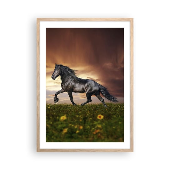 Obraz - Plakat - Czarny książę - 50x70cm - Zwierzęta Koń Arabski Krajobraz - Nowoczesny modny obraz Plakat rama jasny dąb ARTTOR ARTTOR