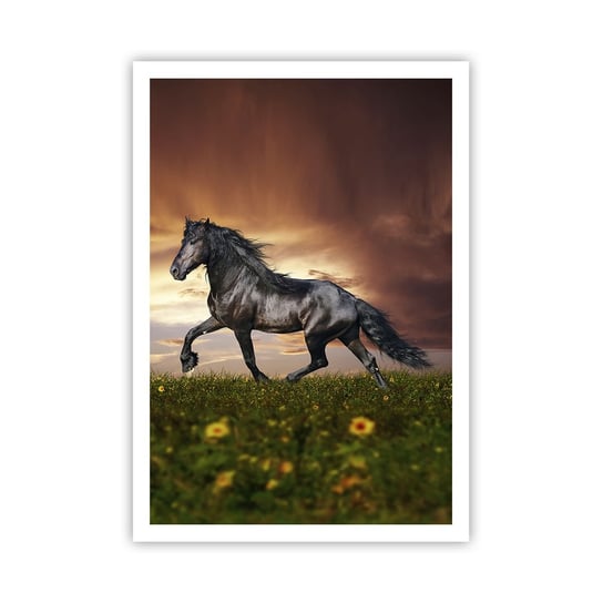 Obraz - Plakat - Czarny książę - 70x100cm - Zwierzęta Koń Arabski Krajobraz - Foto Plakaty bez ramy na ścianę do Salonu Sypialni ARTTOR ARTTOR