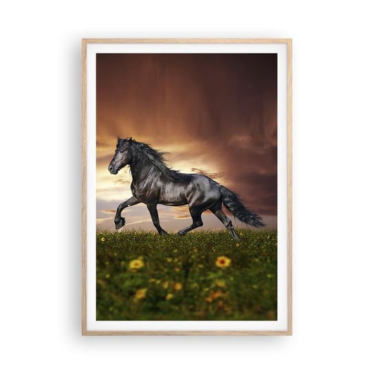 Obraz - Plakat - Czarny książę - 70x100cm - Zwierzęta Koń Arabski Krajobraz - Foto Plakaty w ramie koloru jasny dąb do Salonu Sypialni ARTTOR ARTTOR