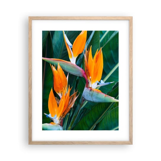 Obraz - Plakat - Czy to kwiat, czy to ptak? - 40x50cm - Strelicja Królewska Kwiat Afryka - Foto Plakaty w ramie koloru jasny dąb do Salonu Sypialni ARTTOR ARTTOR