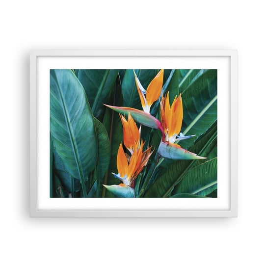 Obraz - Plakat - Czy to kwiat, czy to ptak? - 50x40cm - Strelicja Królewska Kwiat Afryka - Foto Plakaty w ramie koloru białego do Salonu Sypialni ARTTOR ARTTOR