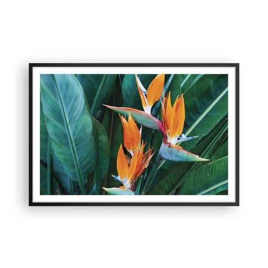 Obraz - Plakat - Czy to kwiat, czy to ptak? - 91x61cm - Strelicja Królewska Kwiat Afryka - Foto Plakaty na ścianę w czarnej ramie - Plakat do Salonu Sypialni ARTTOR ARTTOR