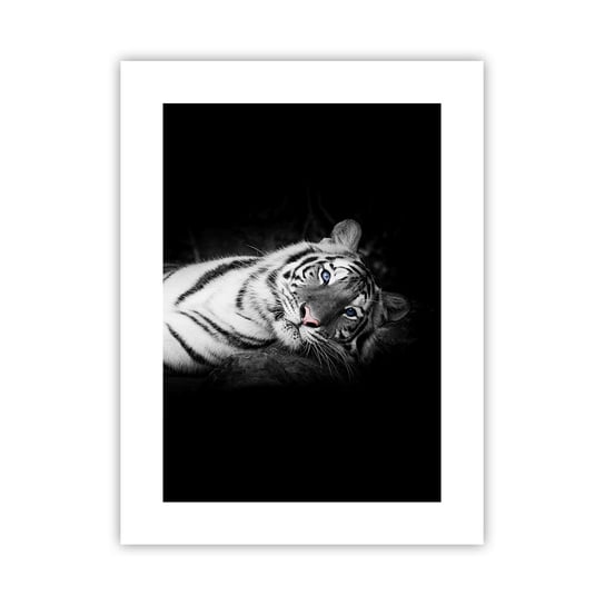 Obraz - Plakat - Dzikość i spokój - 30x40cm - Tygrys Biały Tygrys Zwierzęta - Foto Plakaty na ścianę bez ramy - Plakat do Salonu Sypialni ARTTOR ARTTOR