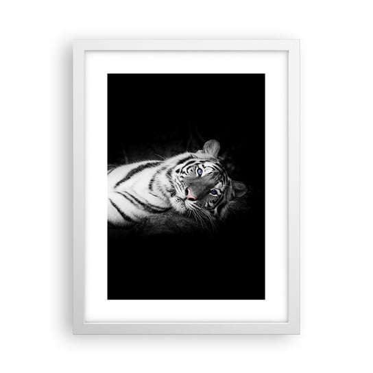 Obraz - Plakat - Dzikość i spokój - 30x40cm - Tygrys Biały Tygrys Zwierzęta - Foto Plakaty na ścianę w ramie białej - Plakat do Salonu Sypialni ARTTOR ARTTOR