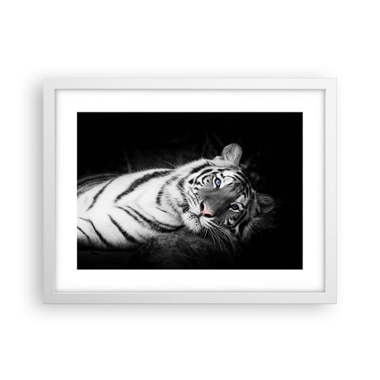 Obraz - Plakat - Dzikość i spokój - 40x30cm - Tygrys Biały Tygrys Zwierzęta - Foto Plakaty na ścianę w ramie białej - Plakat do Salonu Sypialni ARTTOR ARTTOR