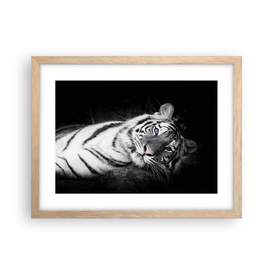 Obraz - Plakat - Dzikość i spokój - 40x30cm - Tygrys Biały Tygrys Zwierzęta - Foto Plakaty na ścianę w ramie jasny dąb - Plakat do Salonu Sypialni ARTTOR ARTTOR
