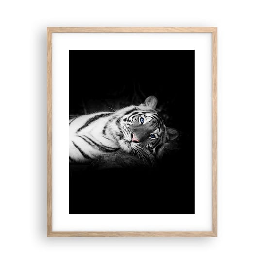Obraz - Plakat - Dzikość i spokój - 40x50cm - Tygrys Biały Tygrys Zwierzęta - Foto Plakaty w ramie koloru jasny dąb do Salonu Sypialni ARTTOR ARTTOR
