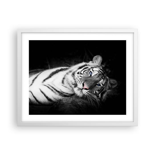 Obraz - Plakat - Dzikość i spokój - 50x40cm - Tygrys Biały Tygrys Zwierzęta - Foto Plakaty w ramie koloru białego do Salonu Sypialni ARTTOR ARTTOR