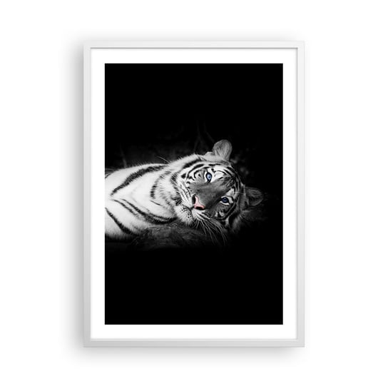 Obraz - Plakat - Dzikość i spokój - 50x70cm - Tygrys Biały Tygrys Zwierzęta - Nowoczesny modny obraz Plakat rama biała ARTTOR ARTTOR