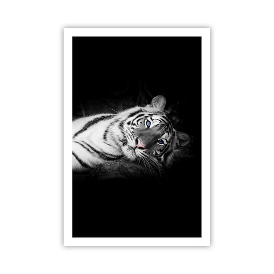 Obraz - Plakat - Dzikość i spokój - 61x91cm - Tygrys Biały Tygrys Zwierzęta - Foto Plakaty na ścianę bez ramy - Plakat do Salonu Sypialni ARTTOR ARTTOR