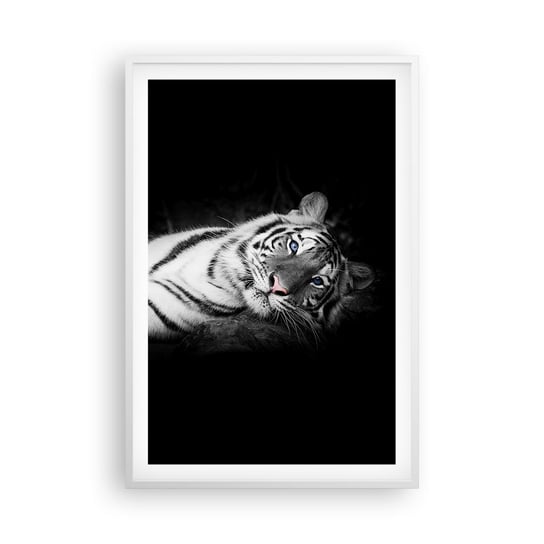 Obraz - Plakat - Dzikość i spokój - 61x91cm - Tygrys Biały Tygrys Zwierzęta - Foto Plakaty na ścianę w ramie białej - Plakat do Salonu Sypialni ARTTOR ARTTOR