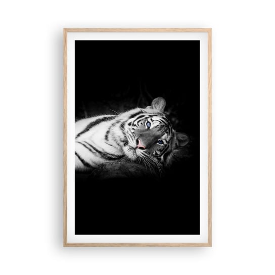 Obraz - Plakat - Dzikość i spokój - 61x91cm - Tygrys Biały Tygrys Zwierzęta - Foto Plakaty na ścianę w ramie jasny dąb - Plakat do Salonu Sypialni ARTTOR ARTTOR