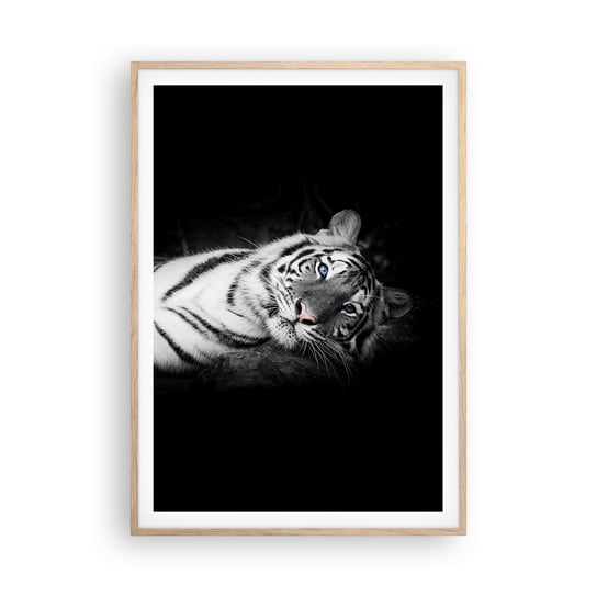 Obraz - Plakat - Dzikość i spokój - 70x100cm - Tygrys Biały Tygrys Zwierzęta - Foto Plakaty w ramie koloru jasny dąb do Salonu Sypialni ARTTOR ARTTOR