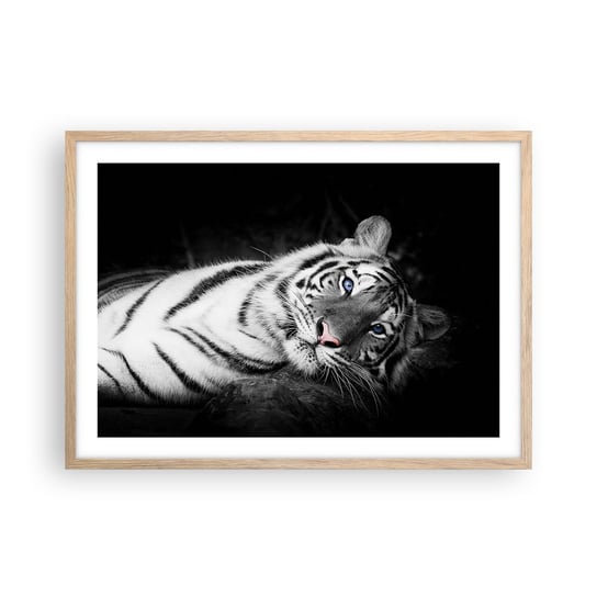 Obraz - Plakat - Dzikość i spokój - 70x50cm - Tygrys Biały Tygrys Zwierzęta - Nowoczesny modny obraz Plakat rama jasny dąb ARTTOR ARTTOR