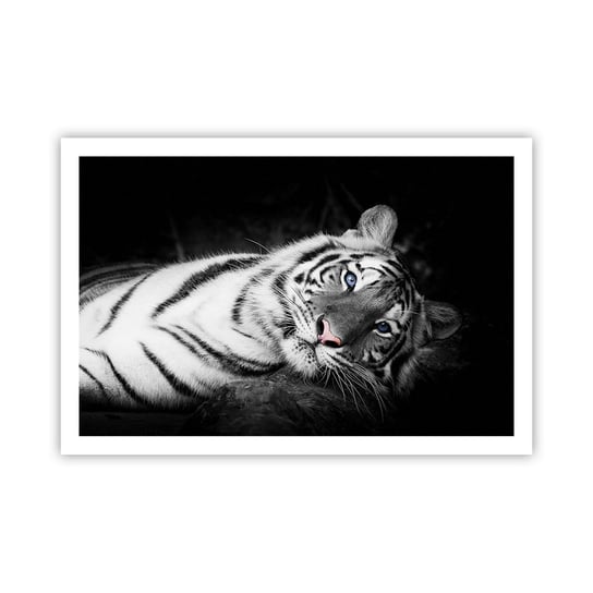 Obraz - Plakat - Dzikość i spokój - 91x61cm - Tygrys Biały Tygrys Zwierzęta - Foto Plakaty na ścianę bez ramy - Plakat do Salonu Sypialni ARTTOR ARTTOR