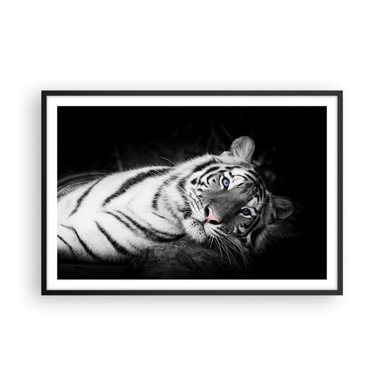 Obraz - Plakat - Dzikość i spokój - 91x61cm - Tygrys Biały Tygrys Zwierzęta - Foto Plakaty na ścianę w czarnej ramie - Plakat do Salonu Sypialni ARTTOR ARTTOR