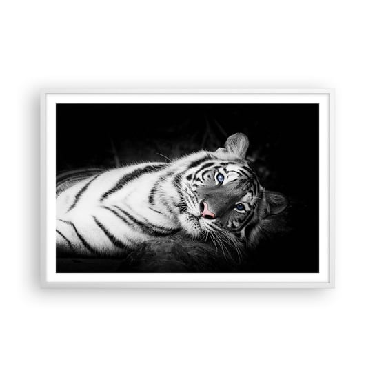 Obraz - Plakat - Dzikość i spokój - 91x61cm - Tygrys Biały Tygrys Zwierzęta - Foto Plakaty na ścianę w ramie białej - Plakat do Salonu Sypialni ARTTOR ARTTOR