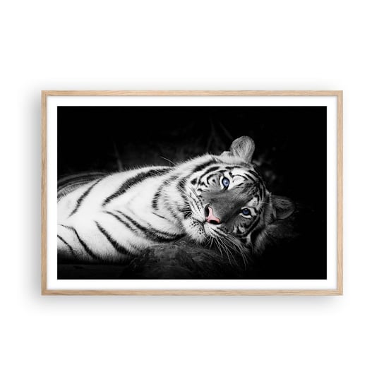 Obraz - Plakat - Dzikość i spokój - 91x61cm - Tygrys Biały Tygrys Zwierzęta - Foto Plakaty na ścianę w ramie jasny dąb - Plakat do Salonu Sypialni ARTTOR ARTTOR