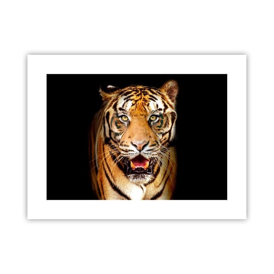 Obraz - Plakat - Dzikość serca - 40x30cm - Zwierzęta Tygrys Drapieżnik - Foto Plakaty na ścianę bez ramy - Plakat do Salonu Sypialni ARTTOR ARTTOR