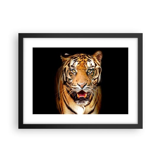 Obraz - Plakat - Dzikość serca - 40x30cm - Zwierzęta Tygrys Drapieżnik - Foto Plakaty na ścianę w czarnej ramie - Plakat do Salonu Sypialni ARTTOR ARTTOR