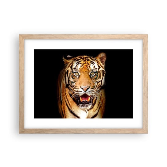 Obraz - Plakat - Dzikość serca - 40x30cm - Zwierzęta Tygrys Drapieżnik - Foto Plakaty na ścianę w ramie jasny dąb - Plakat do Salonu Sypialni ARTTOR ARTTOR