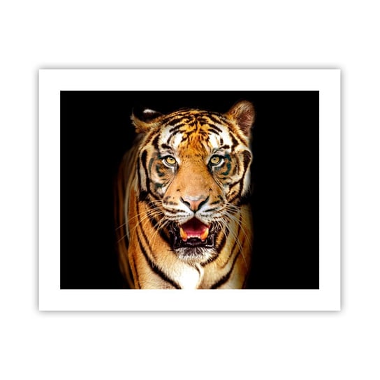 Obraz - Plakat - Dzikość serca - 50x40cm - Zwierzęta Tygrys Drapieżnik - Foto Plakaty bez ramy do Salonu Sypialni ARTTOR ARTTOR