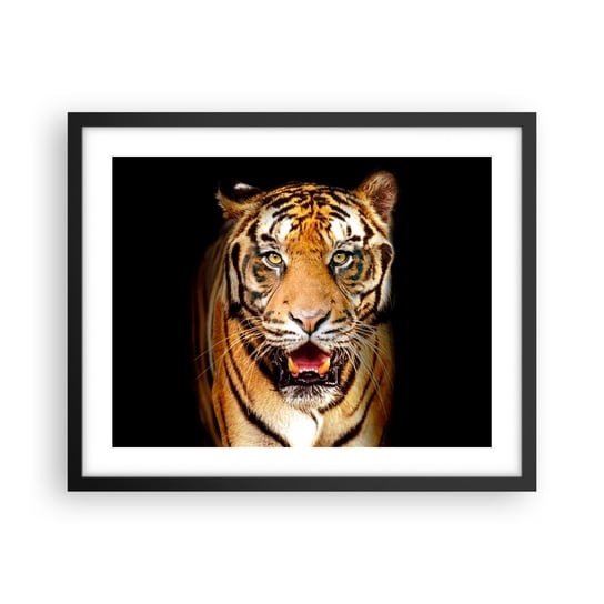 Obraz - Plakat - Dzikość serca - 50x40cm - Zwierzęta Tygrys Drapieżnik - Foto Plakaty w ramie koloru czarnego do Salonu Sypialni ARTTOR ARTTOR