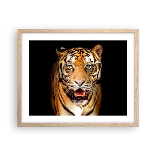 Obraz - Plakat - Dzikość serca - 50x40cm - Zwierzęta Tygrys Drapieżnik - Foto Plakaty w ramie koloru jasny dąb do Salonu Sypialni ARTTOR ARTTOR