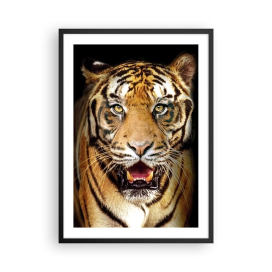 Obraz - Plakat - Dzikość serca - 50x70cm - Zwierzęta Tygrys Drapieżnik - Nowoczesny modny obraz Plakat czarna rama ARTTOR ARTTOR