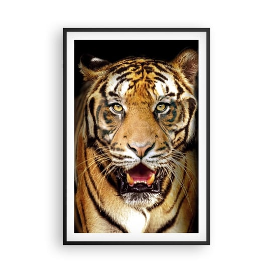Obraz - Plakat - Dzikość serca - 61x91cm - Zwierzęta Tygrys Drapieżnik - Foto Plakaty na ścianę w czarnej ramie - Plakat do Salonu Sypialni ARTTOR ARTTOR