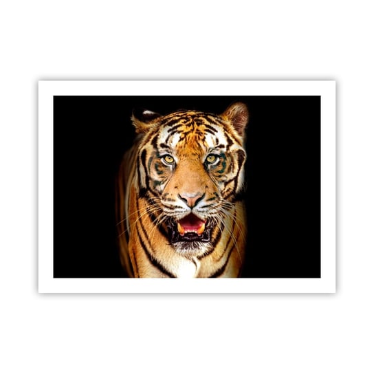 Obraz - Plakat - Dzikość serca - 70x50cm - Zwierzęta Tygrys Drapieżnik - Nowoczesny modny obraz Plakat bez ramy do Salonu Sypialni ARTTOR ARTTOR