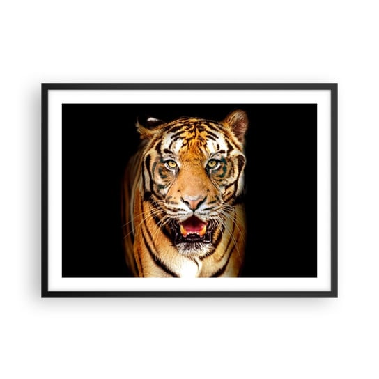 Obraz - Plakat - Dzikość serca - 70x50cm - Zwierzęta Tygrys Drapieżnik - Nowoczesny modny obraz Plakat czarna rama ARTTOR ARTTOR