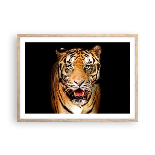 Obraz - Plakat - Dzikość serca - 70x50cm - Zwierzęta Tygrys Drapieżnik - Nowoczesny modny obraz Plakat rama jasny dąb ARTTOR ARTTOR