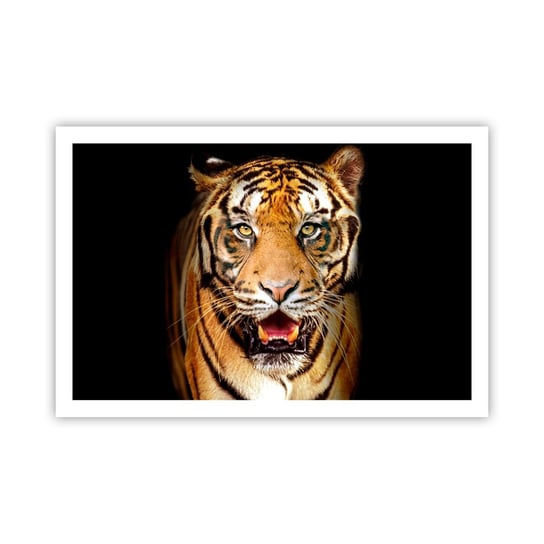 Obraz - Plakat - Dzikość serca - 91x61cm - Zwierzęta Tygrys Drapieżnik - Foto Plakaty na ścianę bez ramy - Plakat do Salonu Sypialni ARTTOR ARTTOR